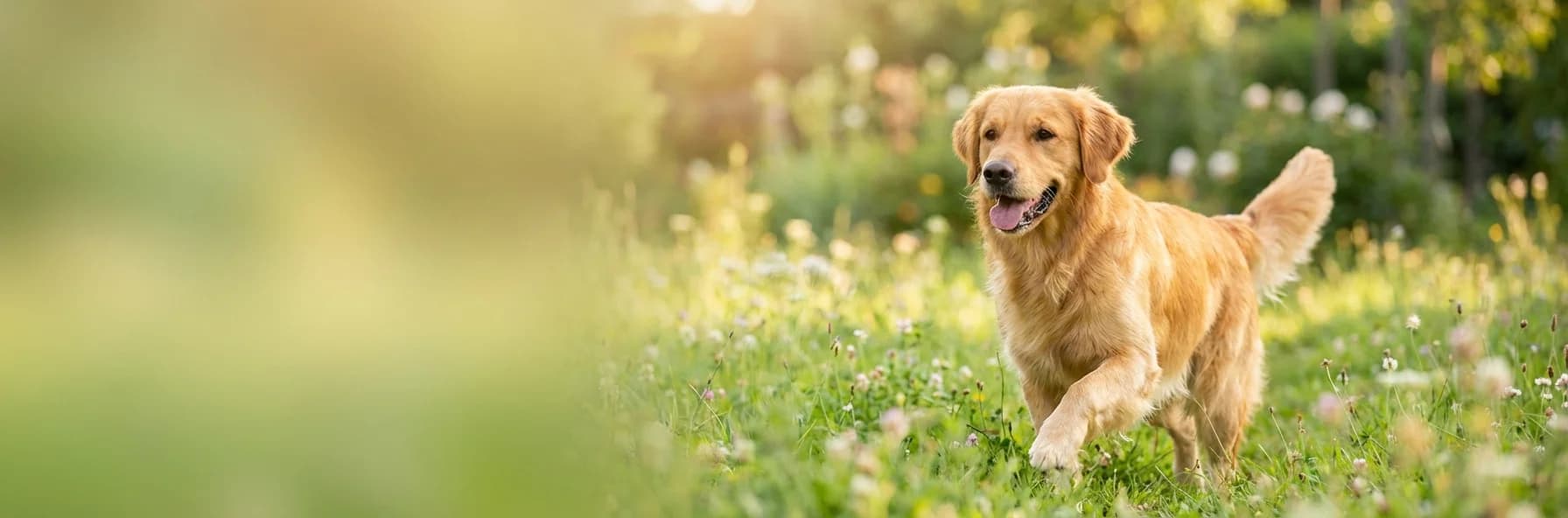 Simparica TRIO — Protezione Tutto-in-Uno